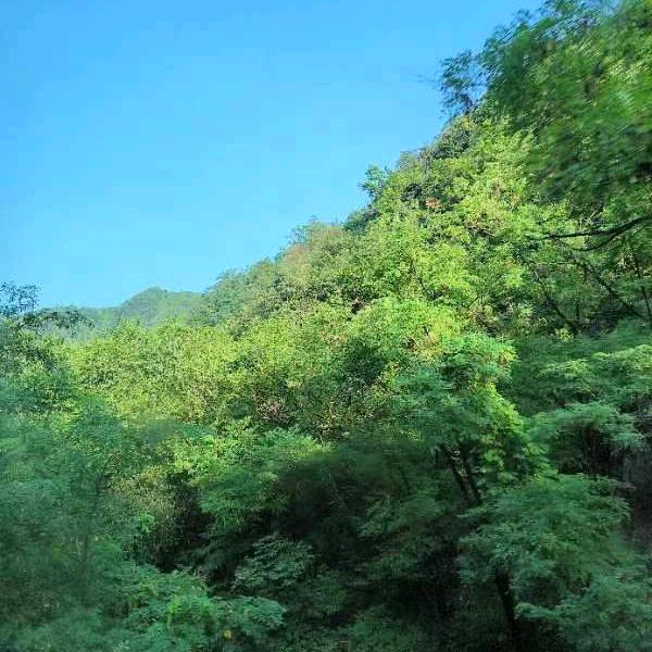 优雅