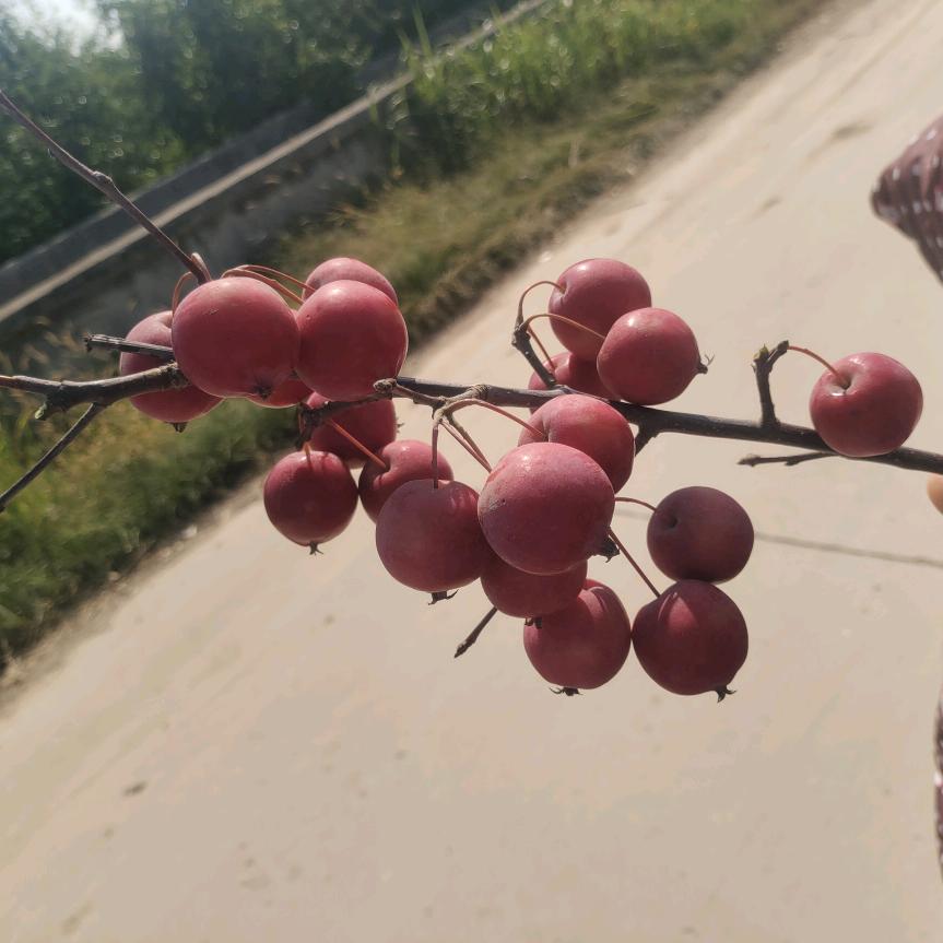 AN5245我就是我