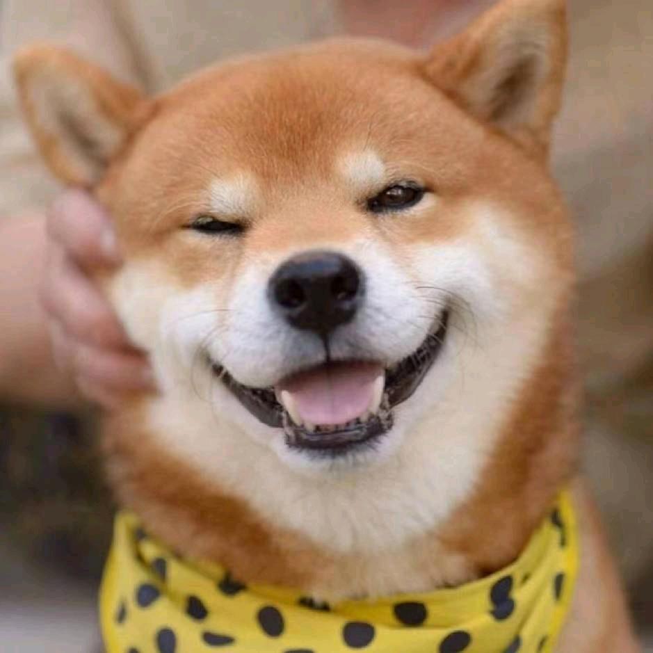 周弟喜乐宠物店