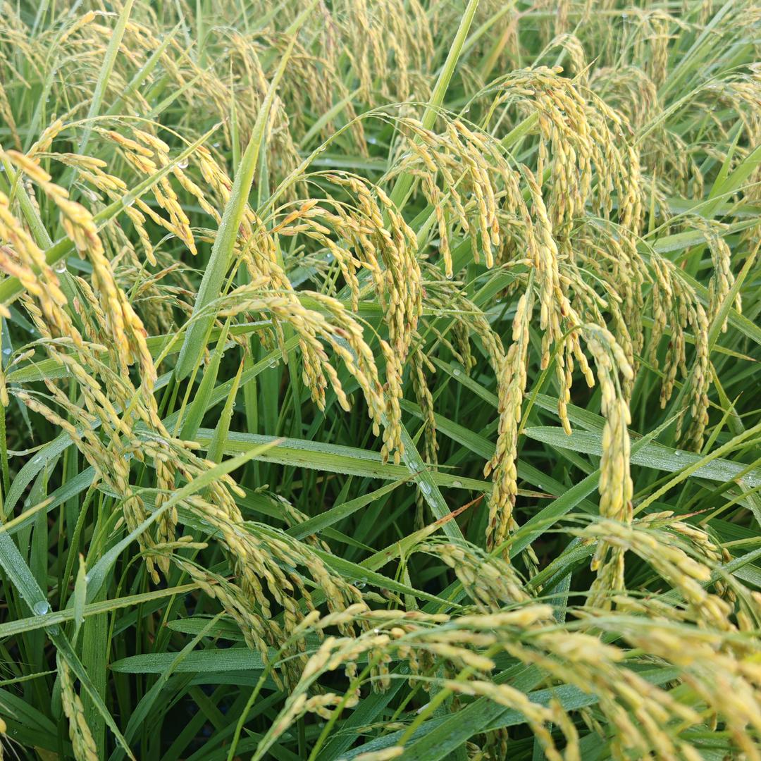 ╃ོྂཾ࿆烈酒敬余生ོྂཾ࿆࿐