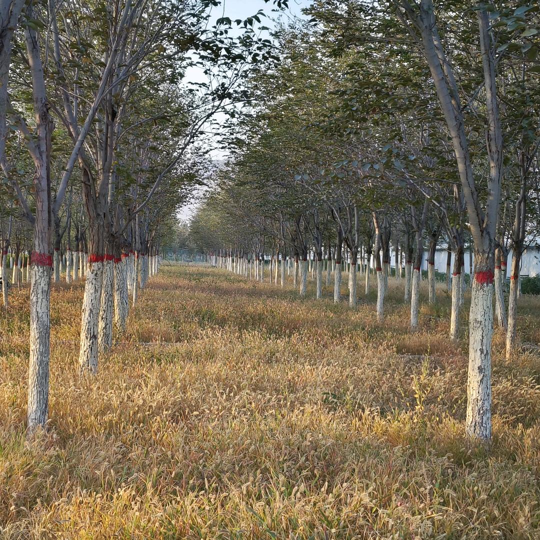 福佳   决战(杀马)特