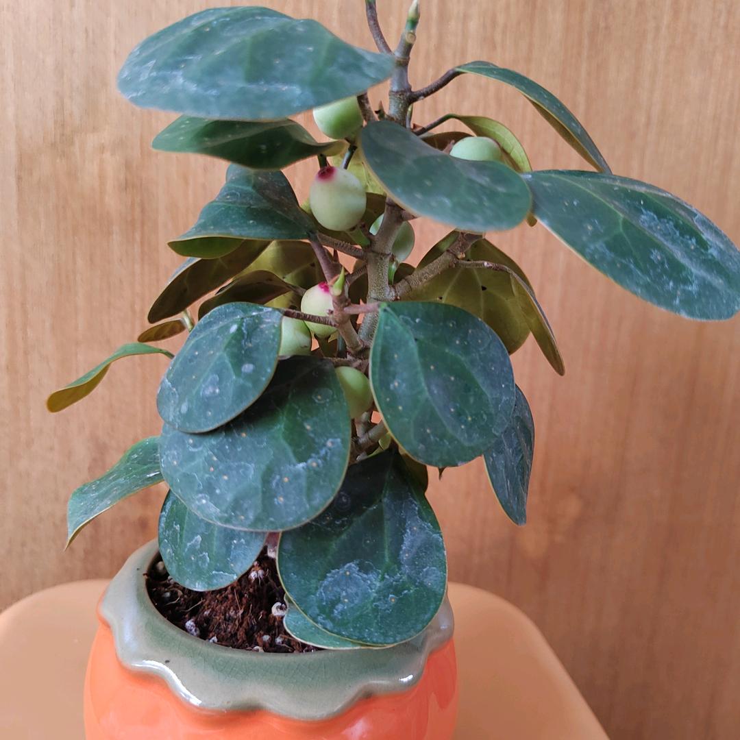 丰富虎林