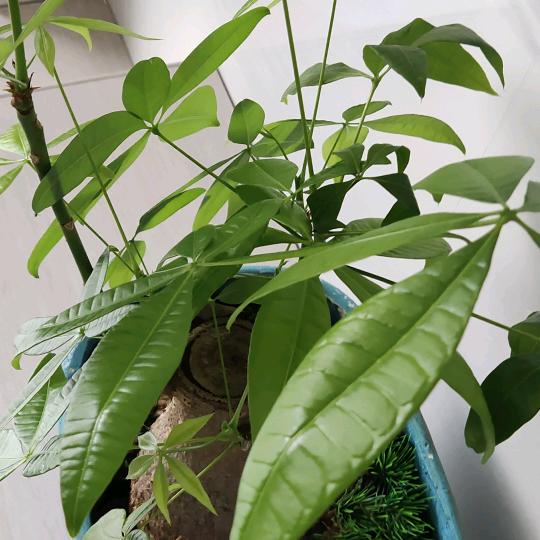平平安安