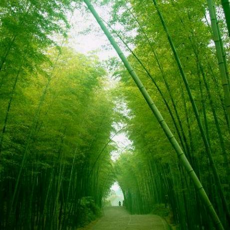 观远山，思无量