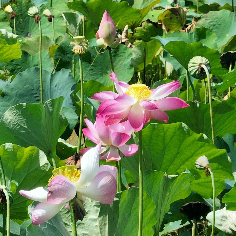 闲听花开