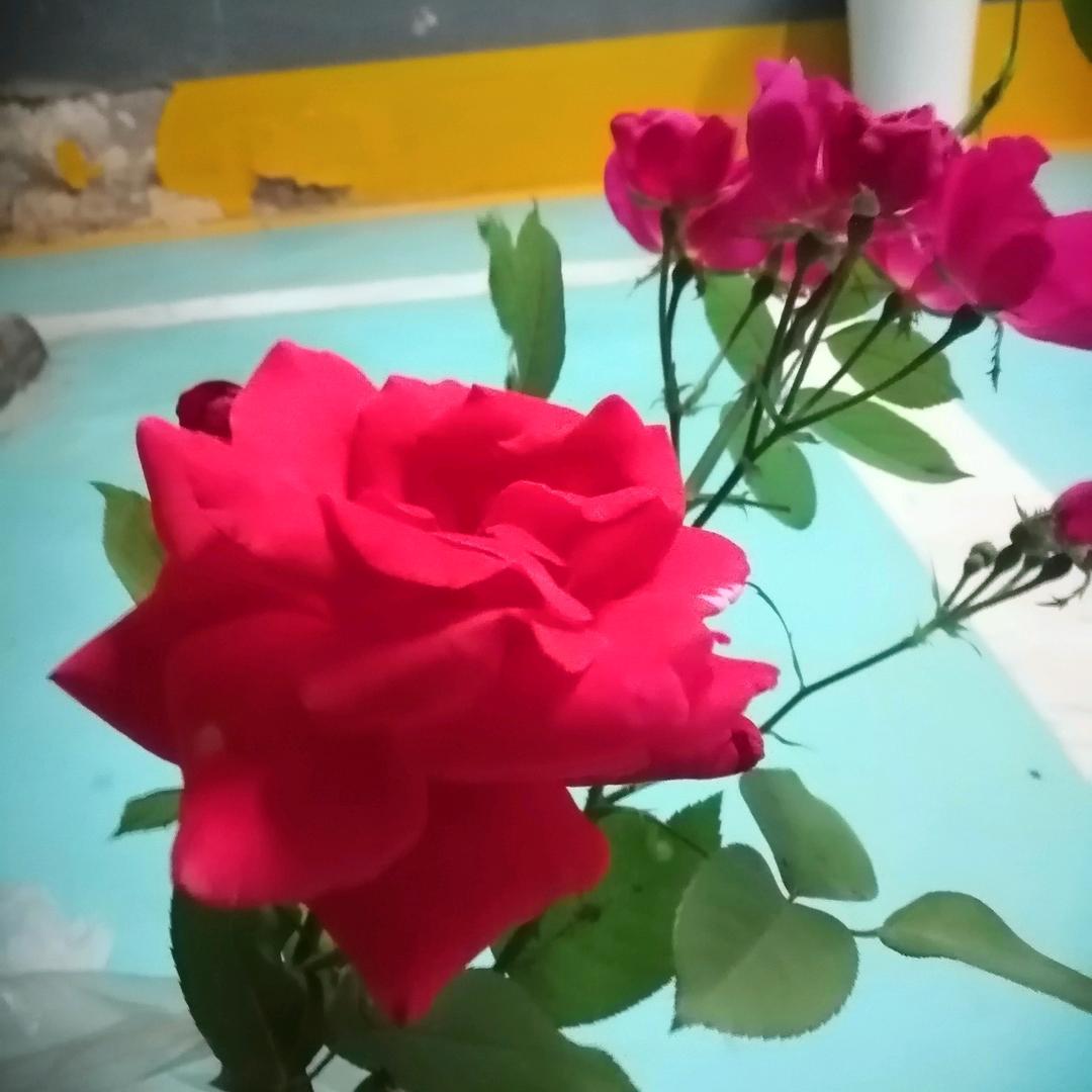 喻二姐