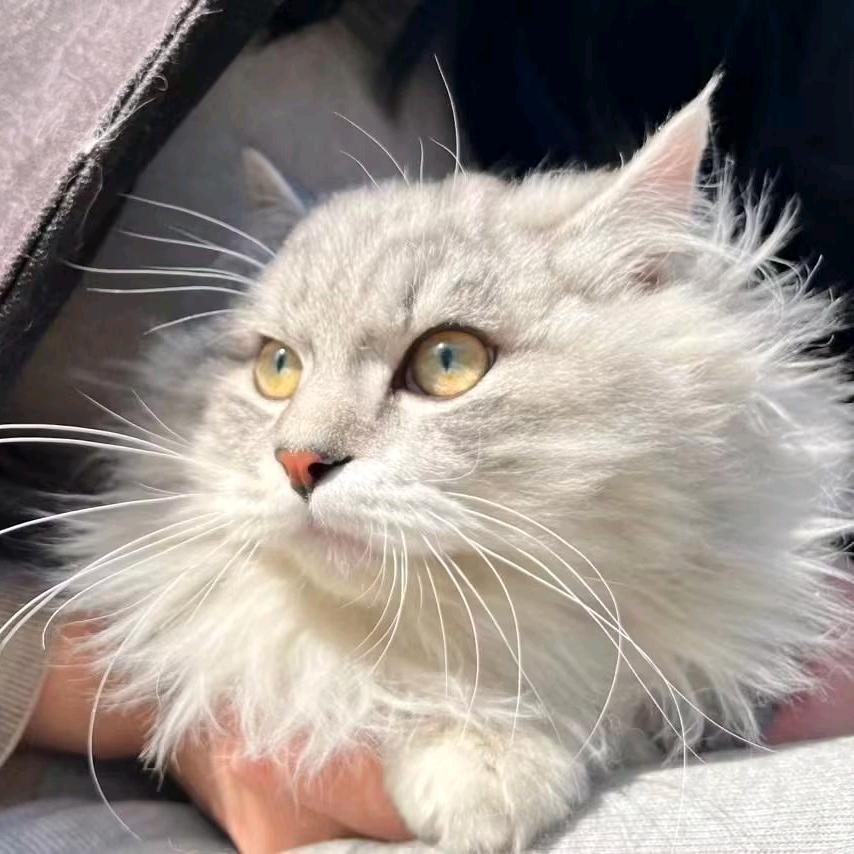 杨叶移动营业厅