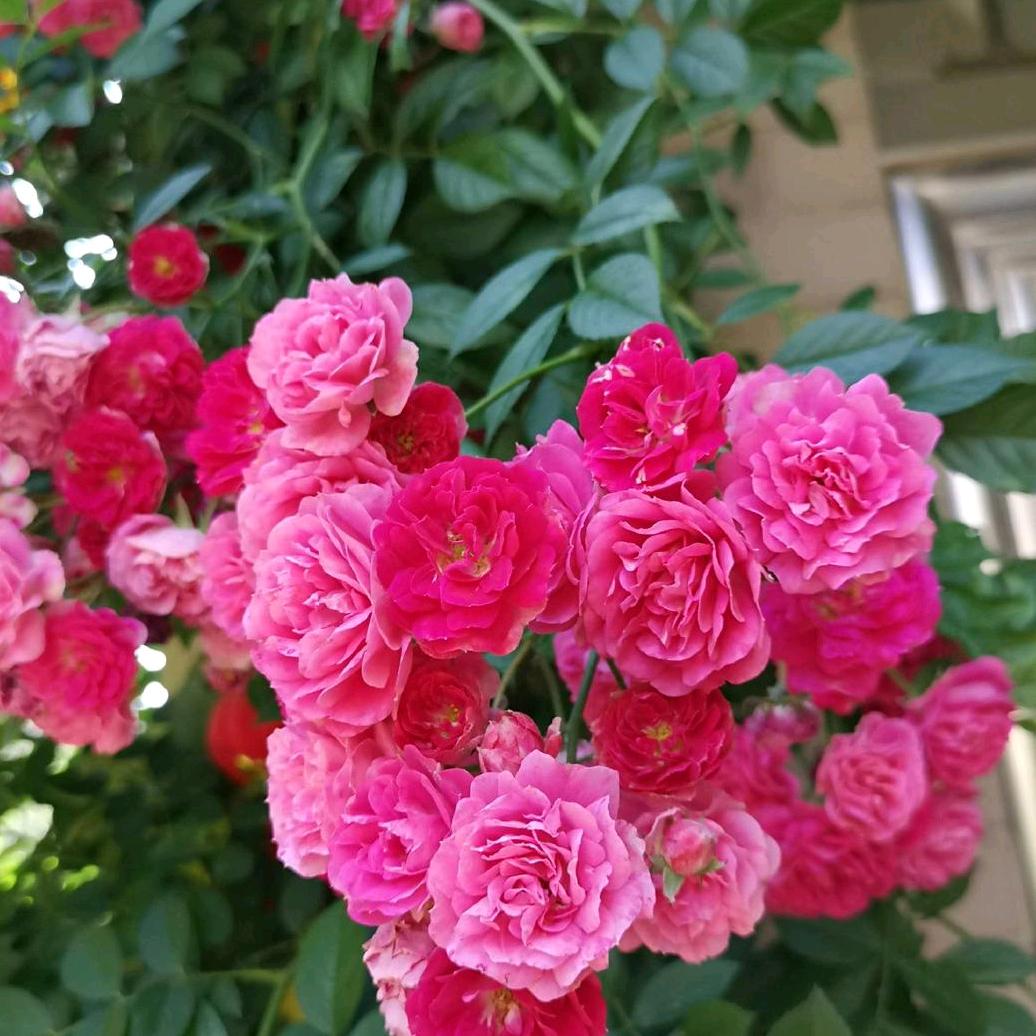 花千骨690386