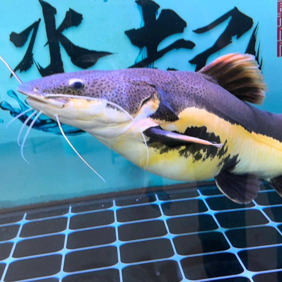 多看  多想  多做