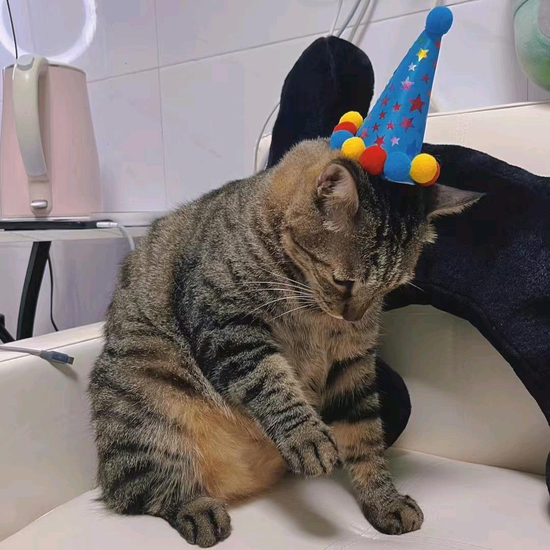 圆圆是只狸花猫