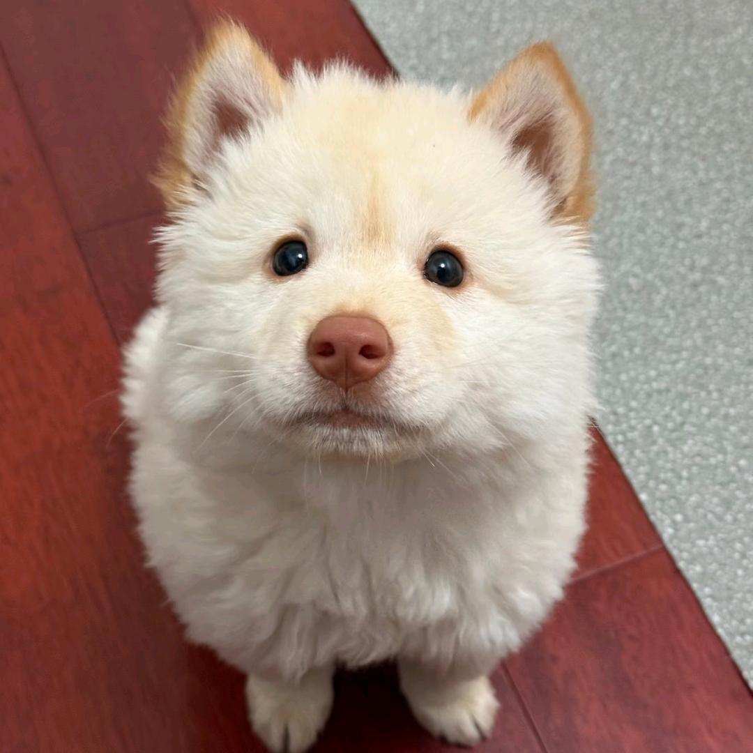 八桂土松铲屎官