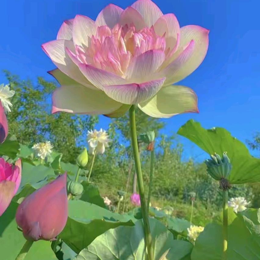 ღ᭄99💞꧔ꦿ᭄ღ💞