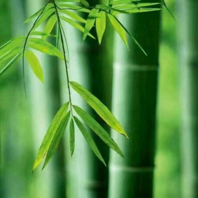 黄山竹
