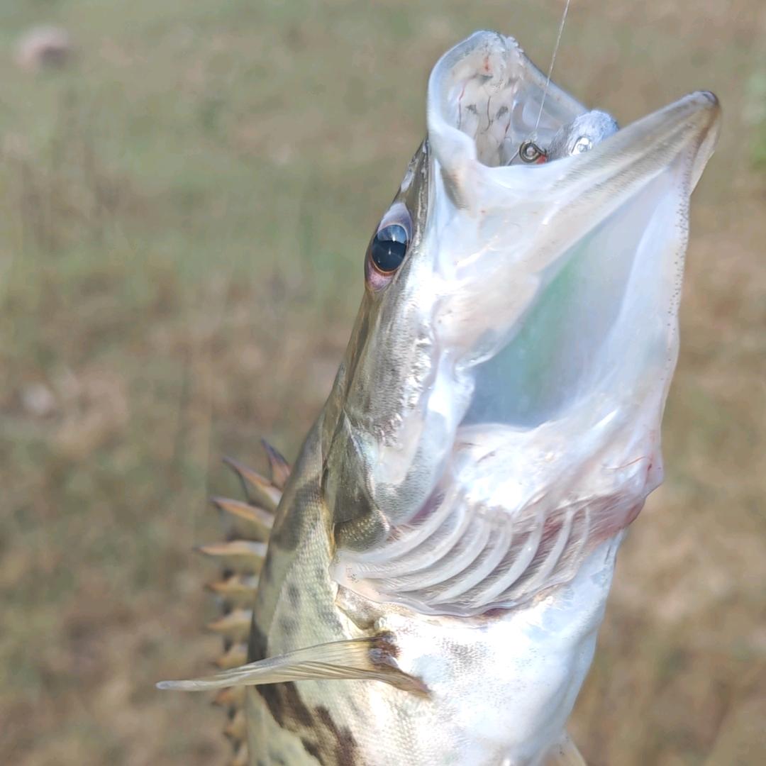 玩游戏的钓鱼佬