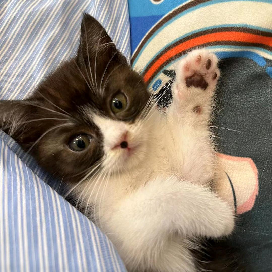 嗷呜嗷呜嗷呜嗷呜