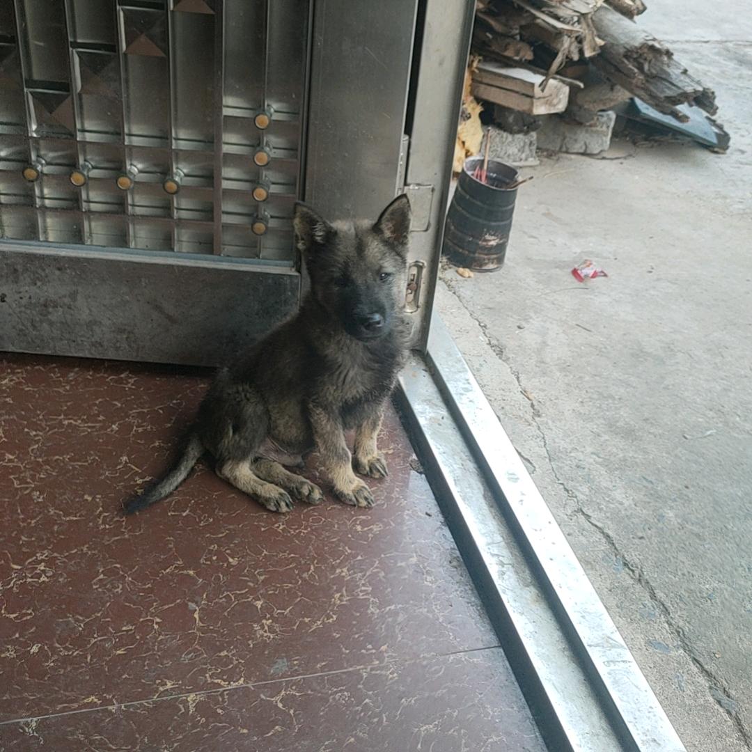 你要来点兔子吗