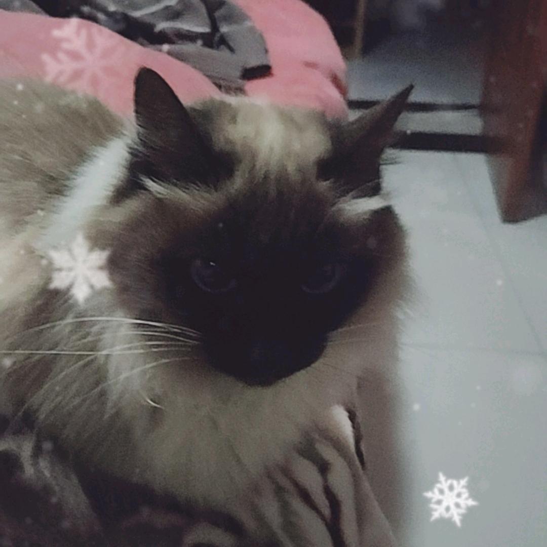 鸿雁于飞