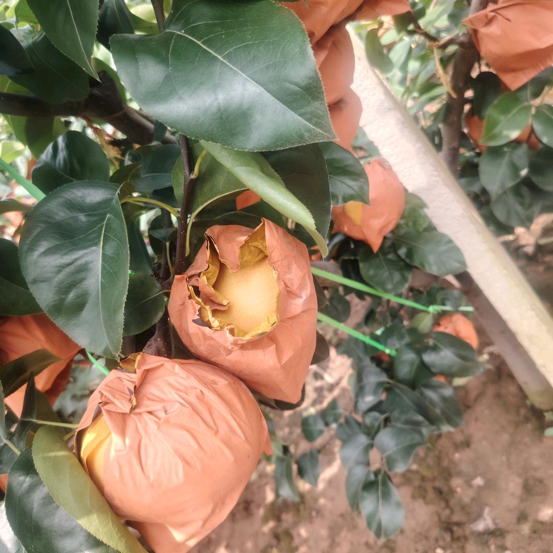 润丰秋月梨果业