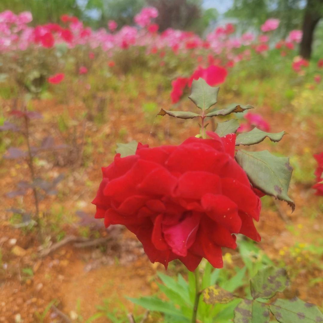 一切就好yr131452