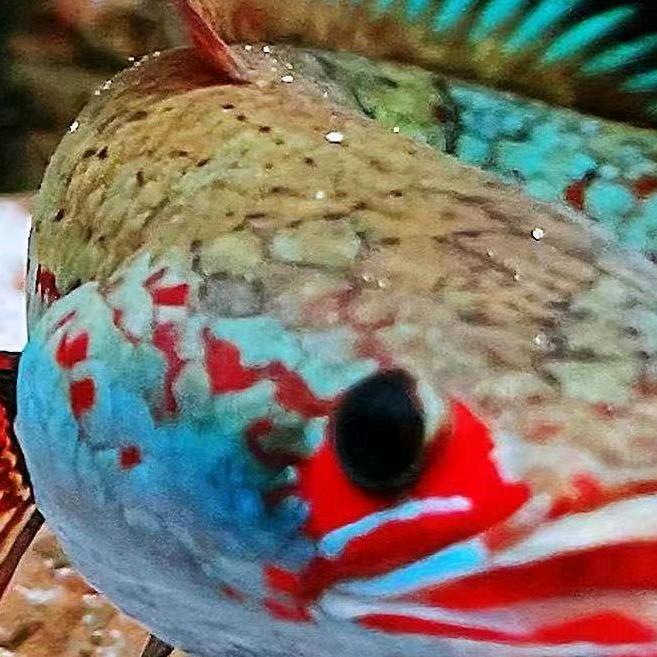 །༻欧ྱ༒耶 ༃