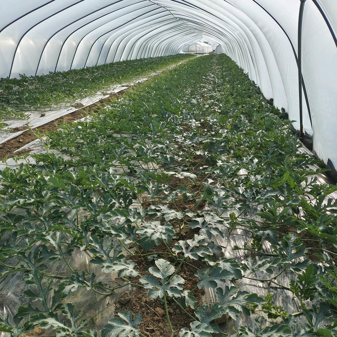 专业打芽团队♥鹏♥