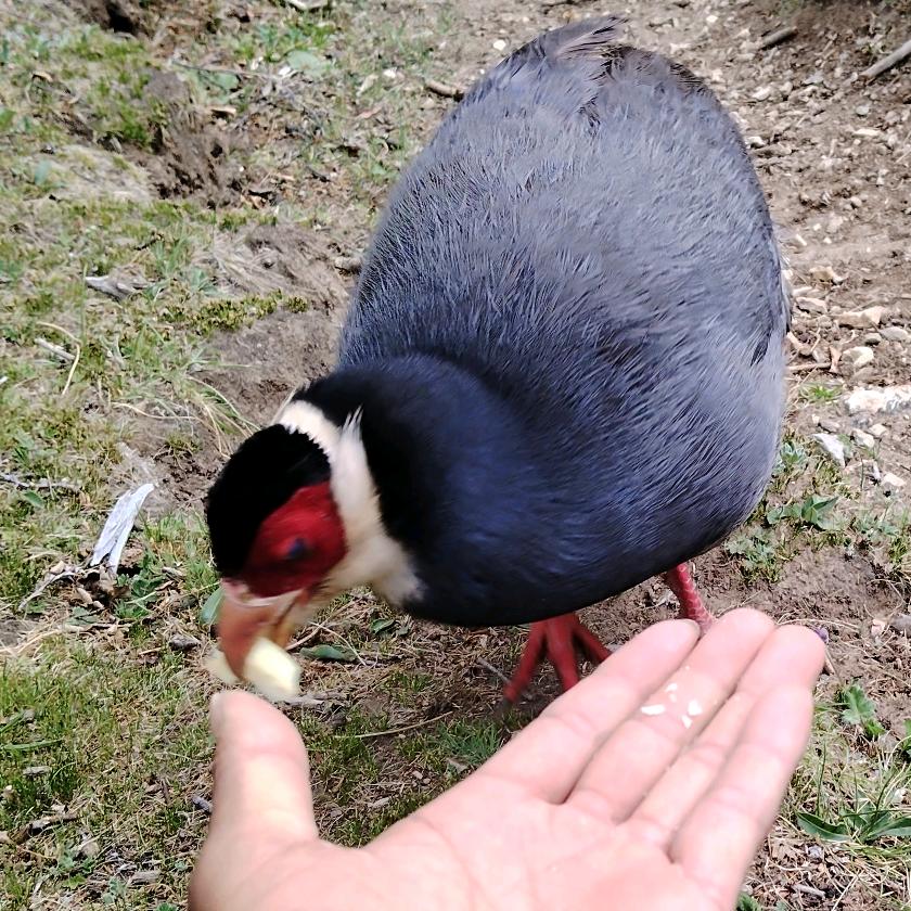 ཉི་མ་་་
