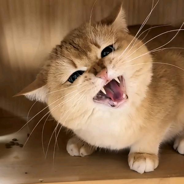 平安哥