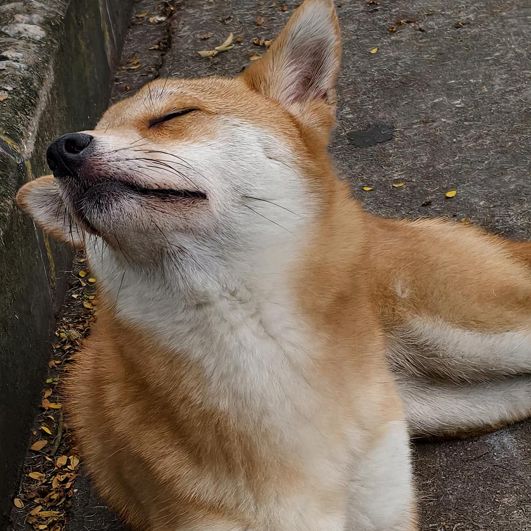 轩.