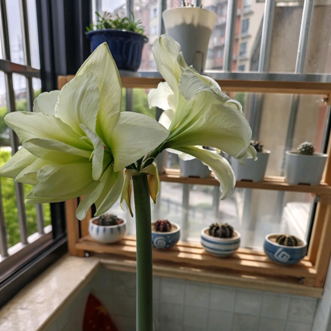 可以可爱不要胖