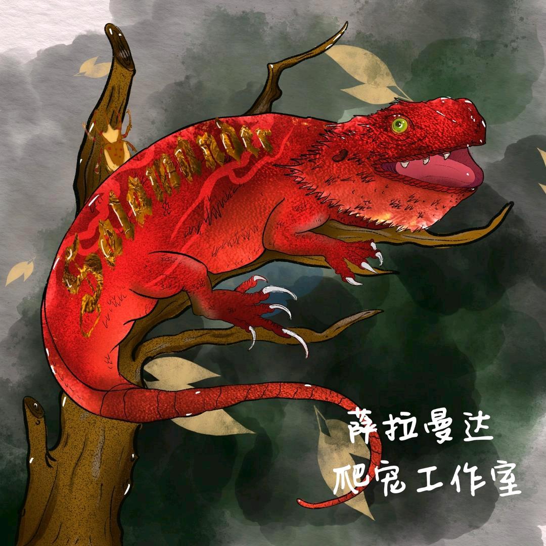 萨拉曼达爬宠（鬃狮蜥）