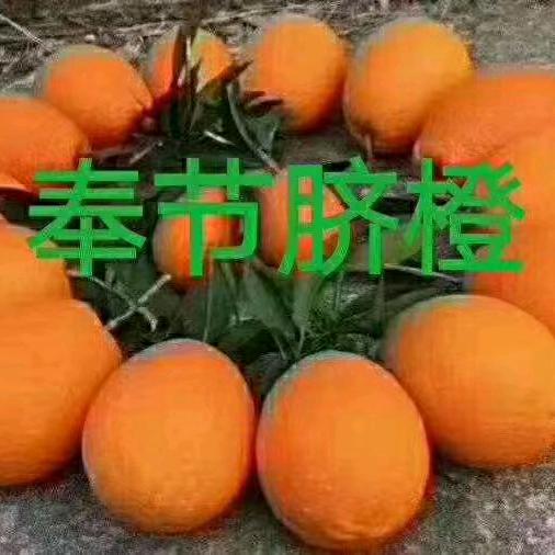 黄太兵奉节脐橙代办