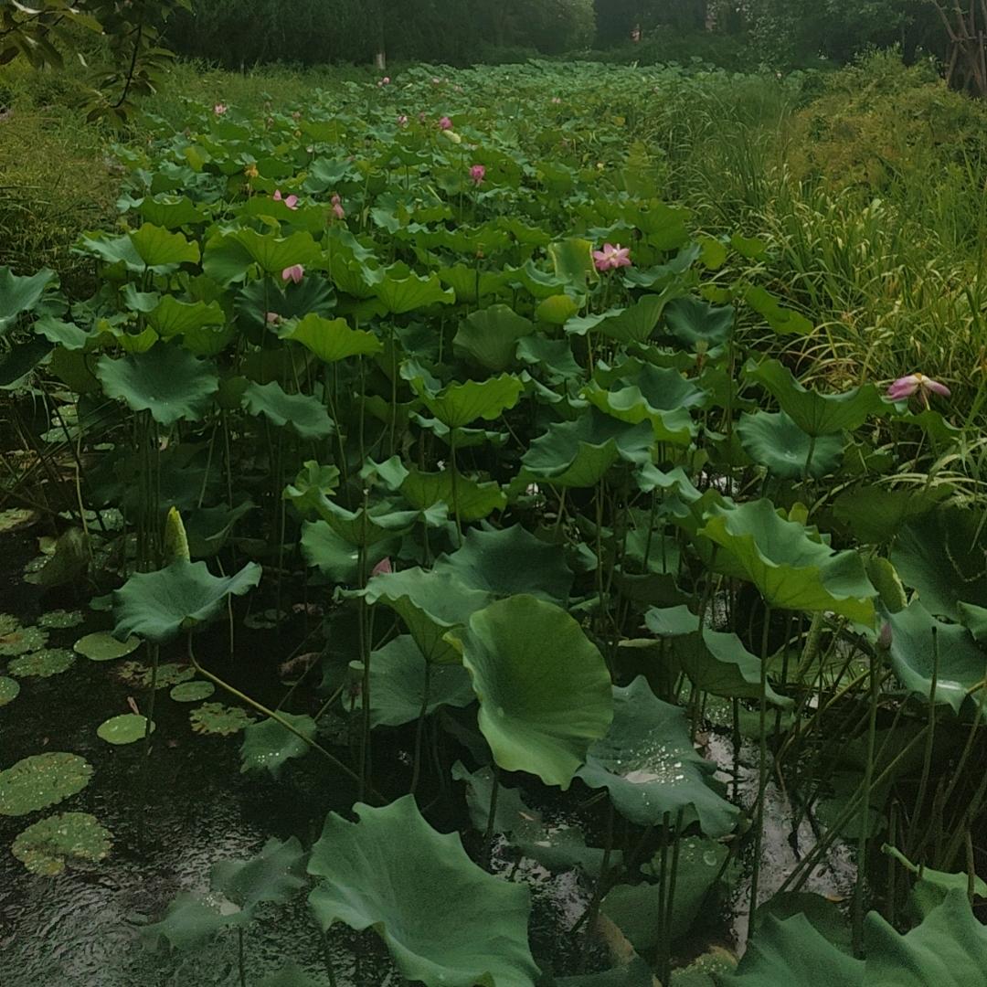 浪子天涯