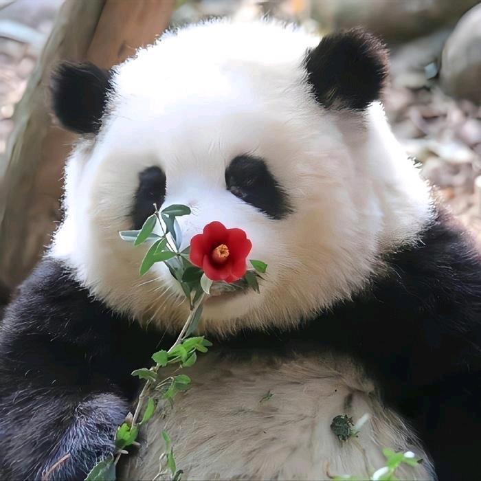 甜若有情