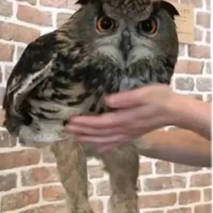 看看毛裤