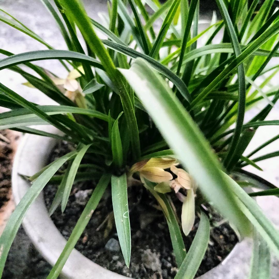 风往北吹