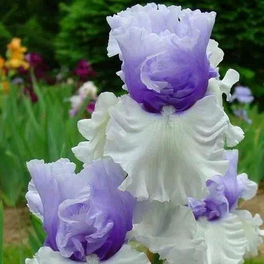 西早芳缘