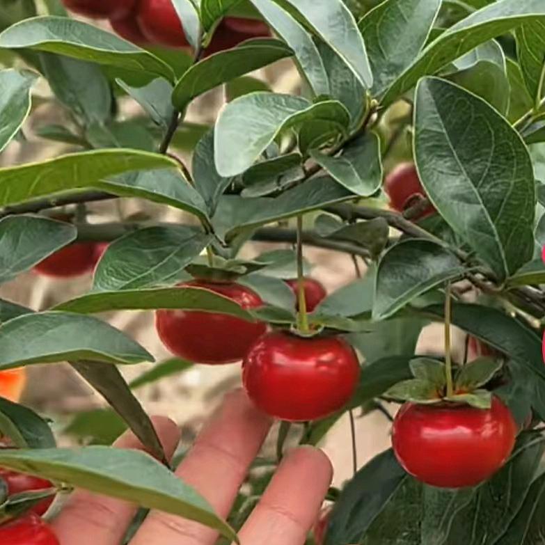 灌木，金弹子——盆景