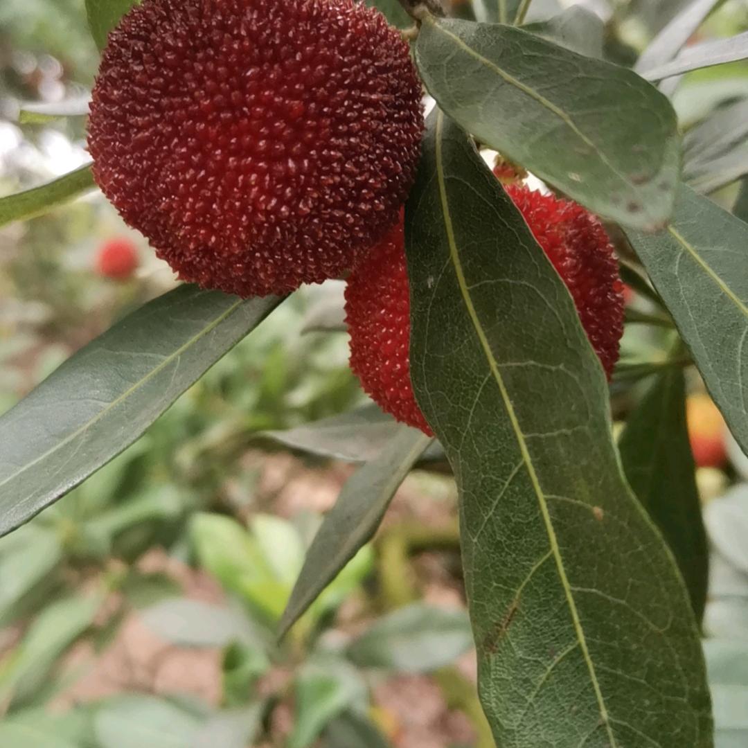 雷溪张桥东櫆杨梅