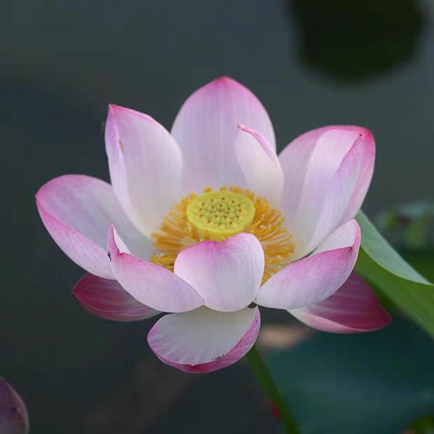 冷水冲不开绿茶
