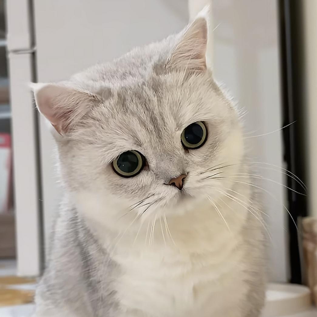 小可爱