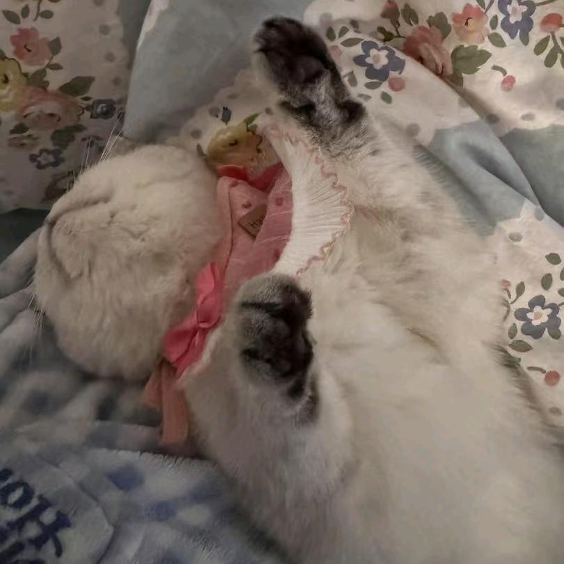 香蕉牛奶猫（📷是摄影！）