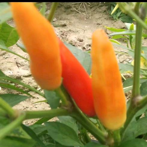 成武县吴楼辣椒厂