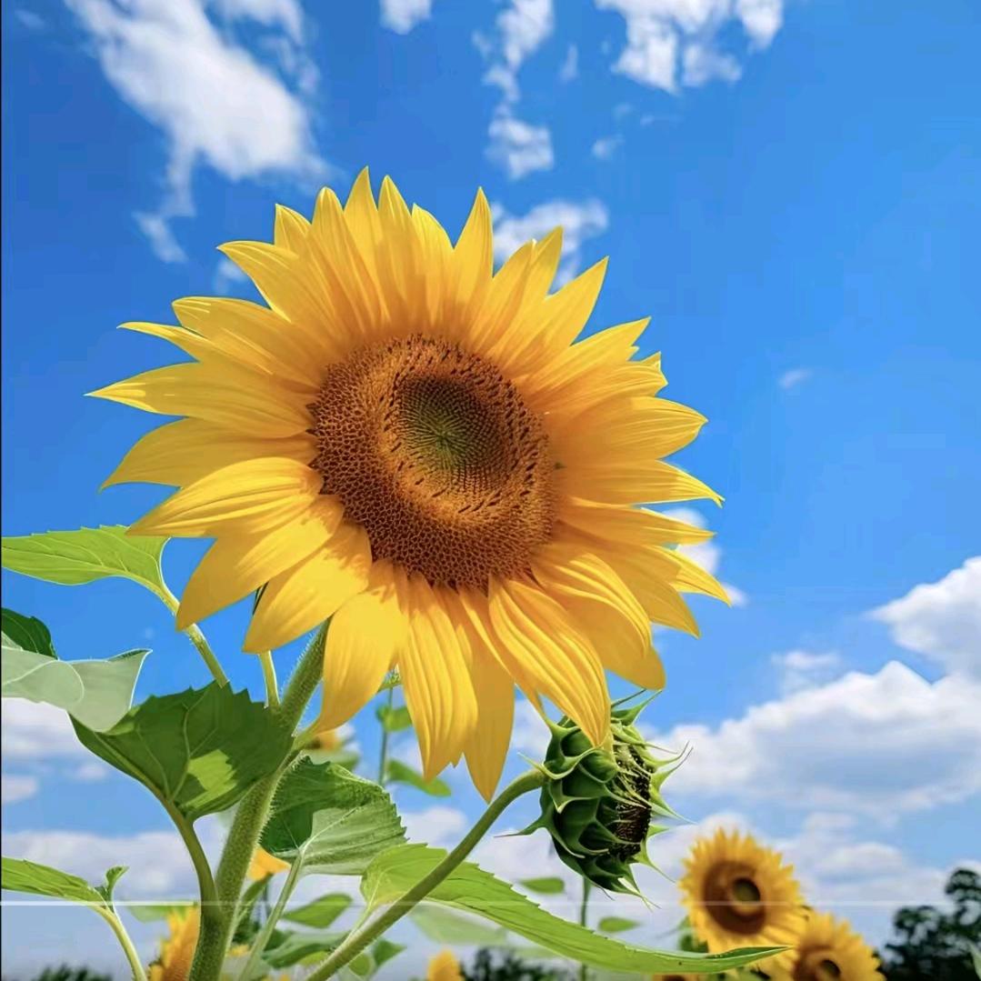 知者不惑，仁者无忧