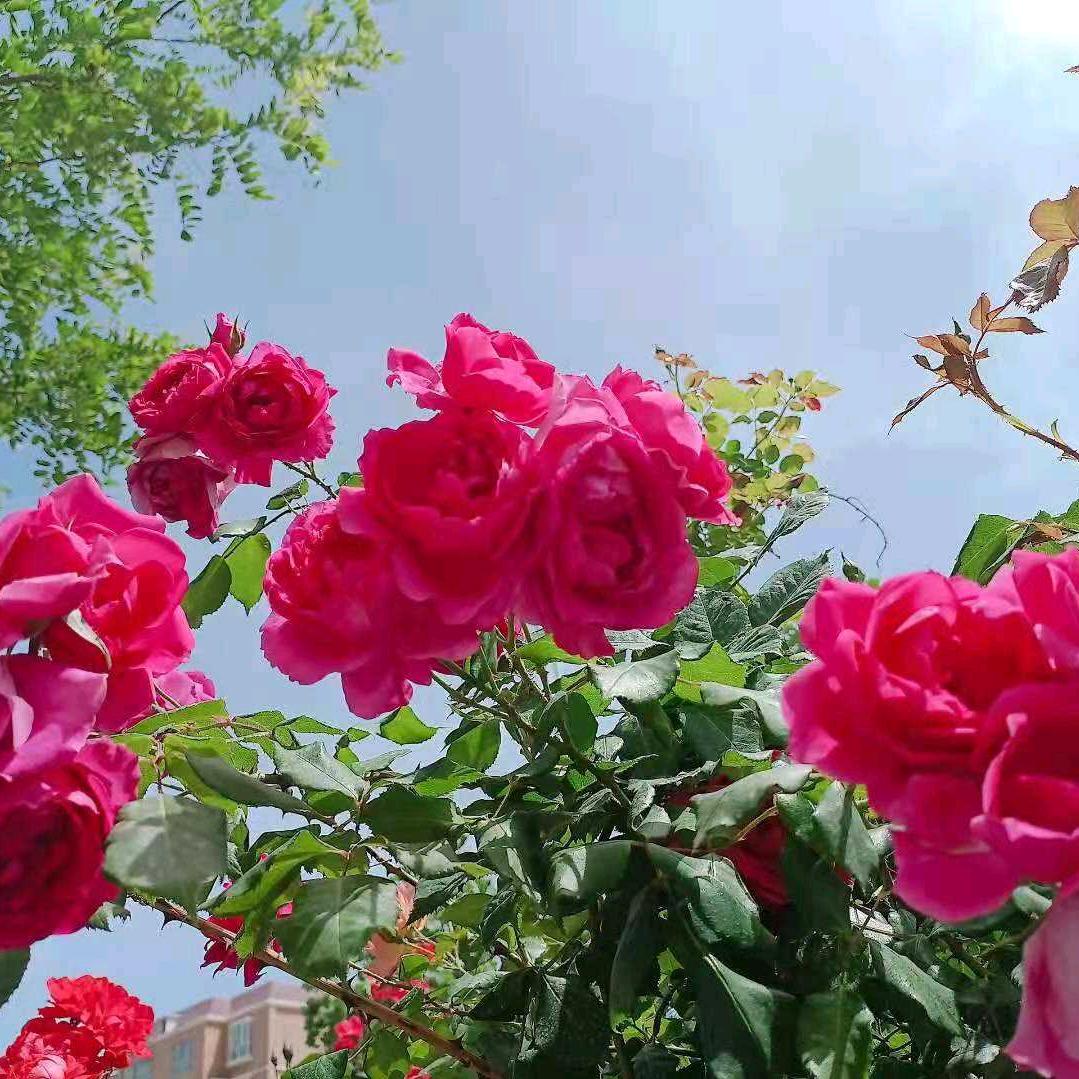 糖没你甜