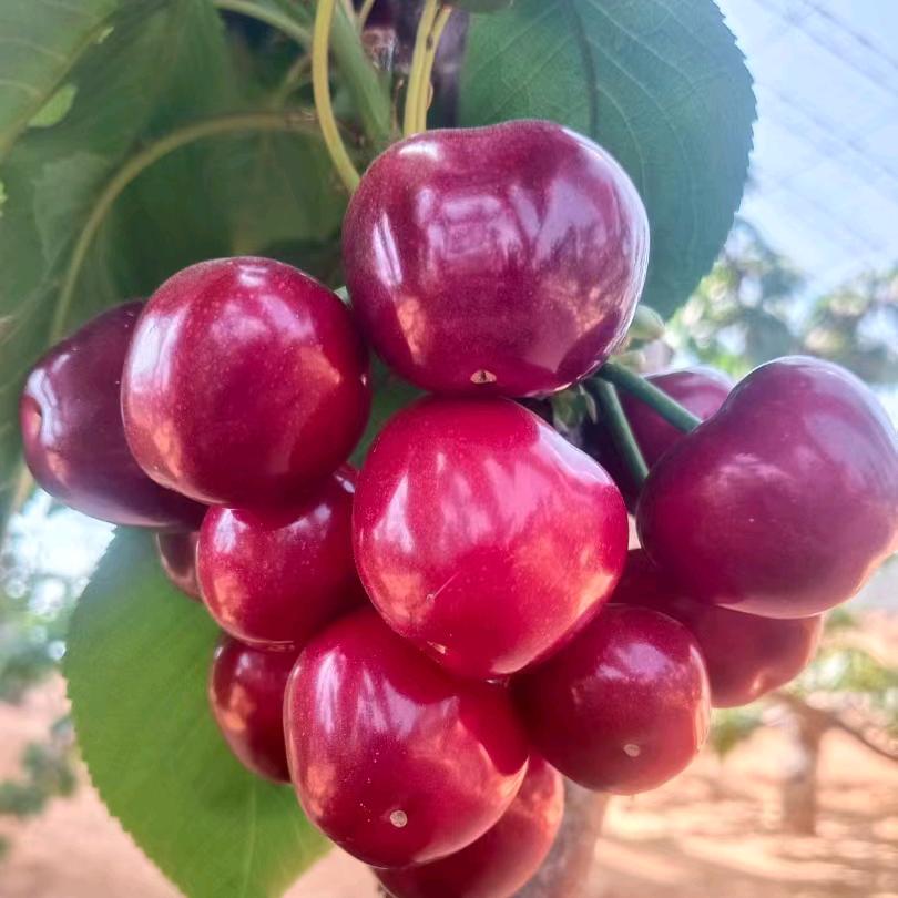 朵朵，大樱桃🍒