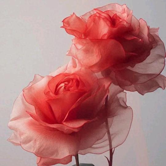 蓝色马蹄莲