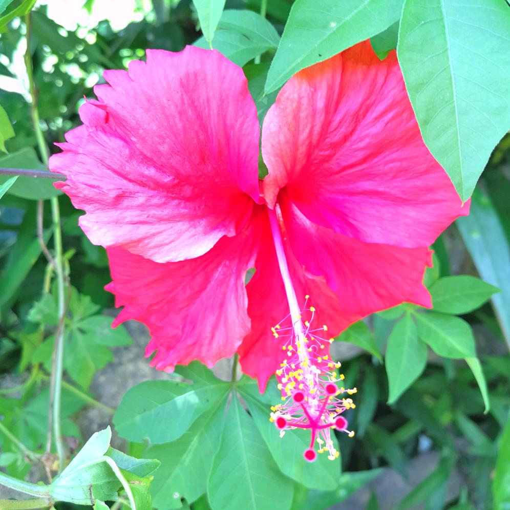 夏日清荷