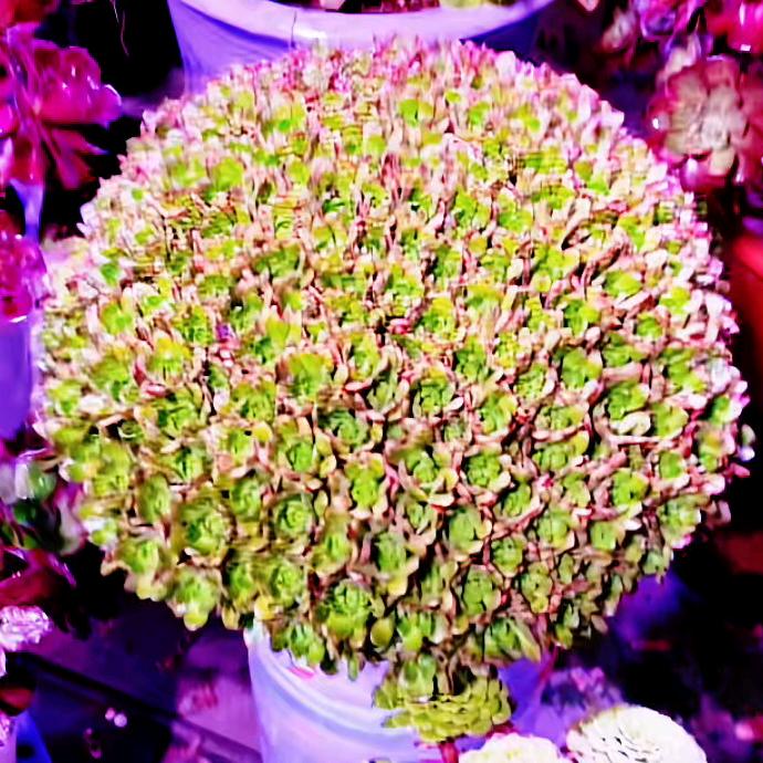 🌈秒姐o᭄Оοღ