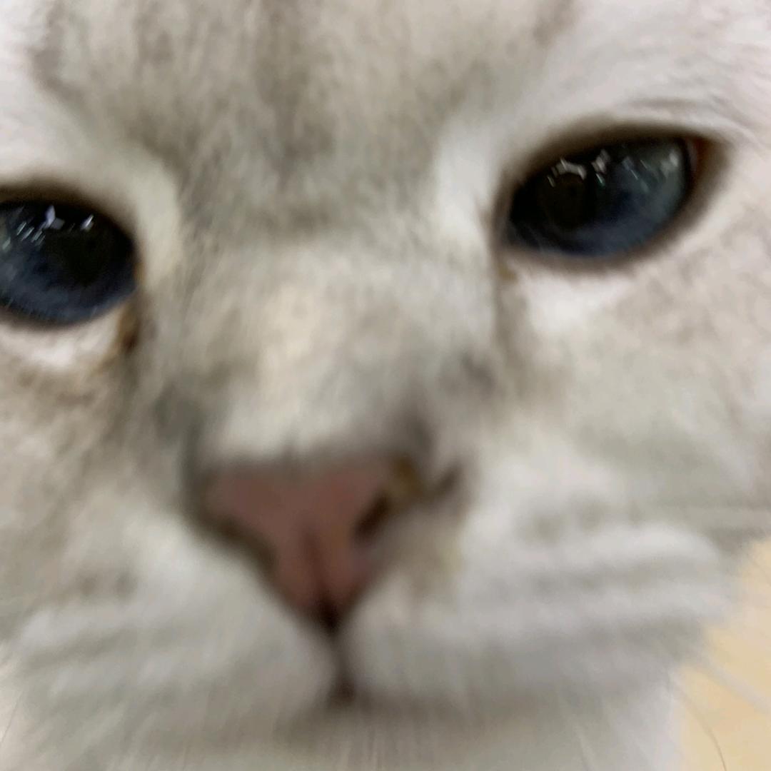 Tiamo