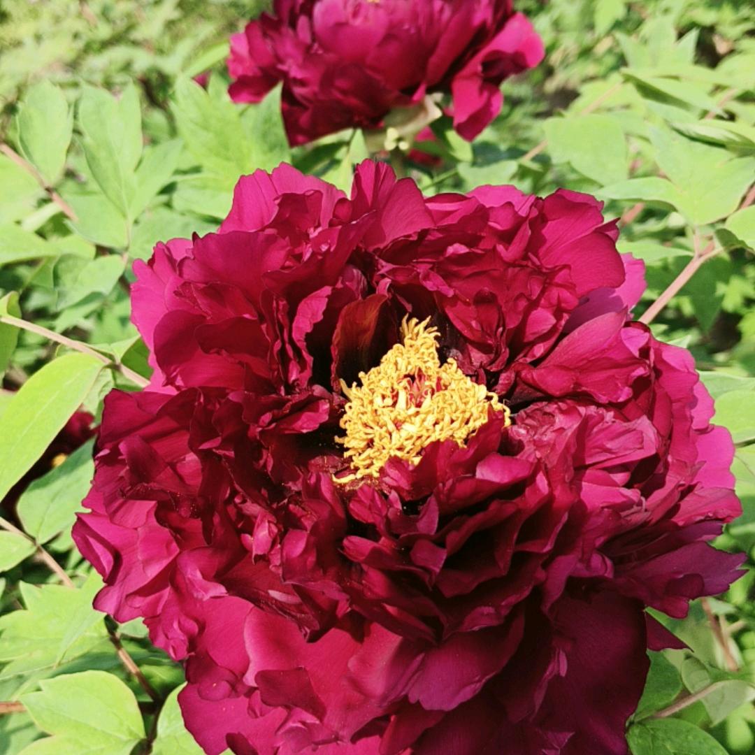 亚大菊花吉根林
